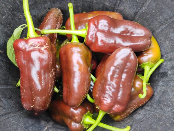 Sweet Chocolate Bell Pepper