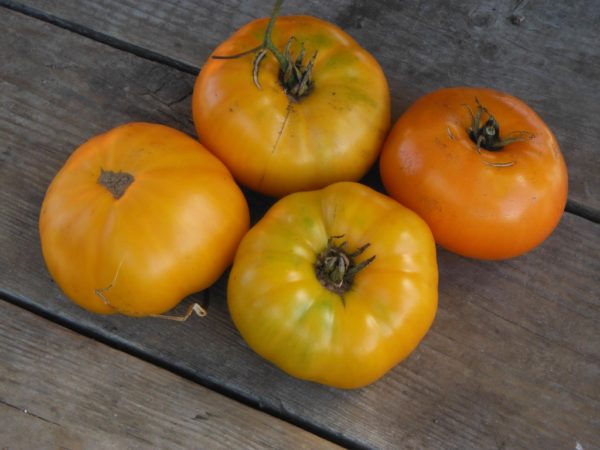 Yellow Brandywine Tomato Transplant