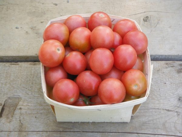 Pink Princess Cherry Tomato