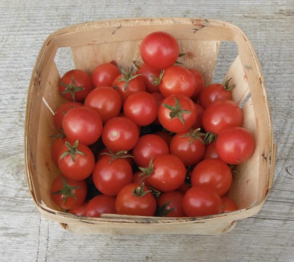 Sweet Tumbler Tomato Transplant