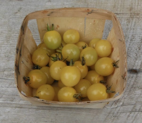 White Cherry Tomato Transplant