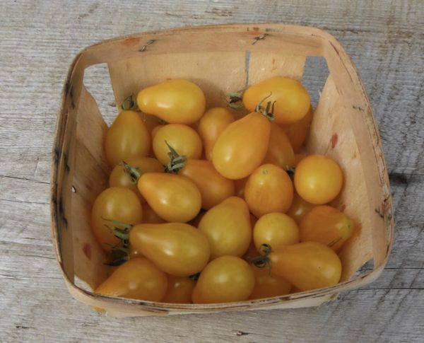 Yellow Pear Tomato