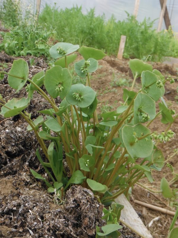 Claytonia - Image 3