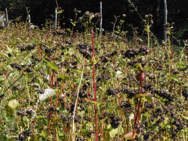 Common Buckwheat - Image 3