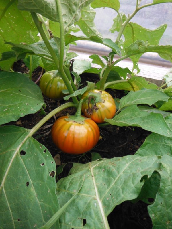 Turkish Orange Eggplant - Image 3