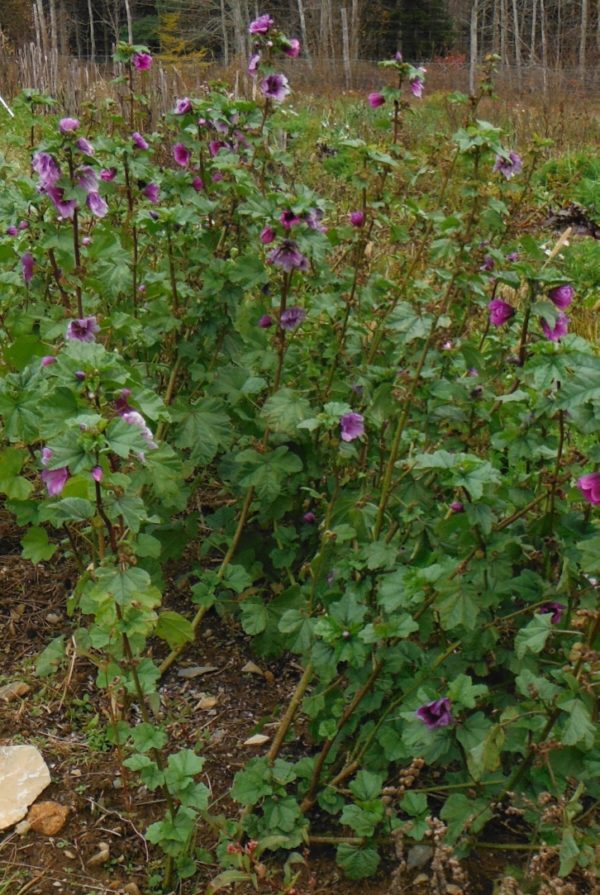 French Mallow - Image 2