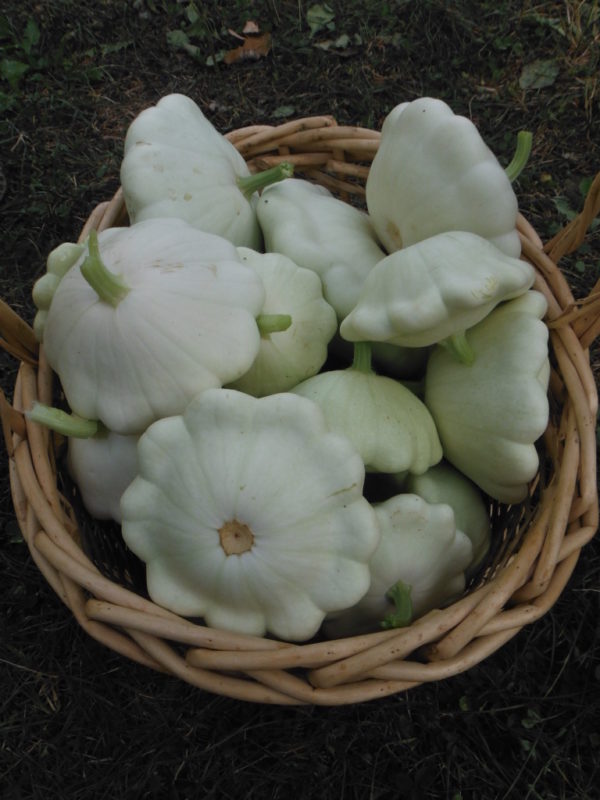 Benning's Green Tint Patty Pan - Image 2