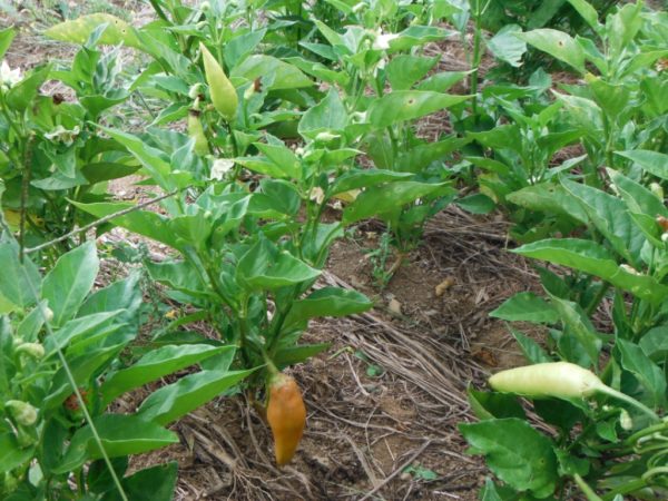 Aji Crystal Hot Pepper - Image 3