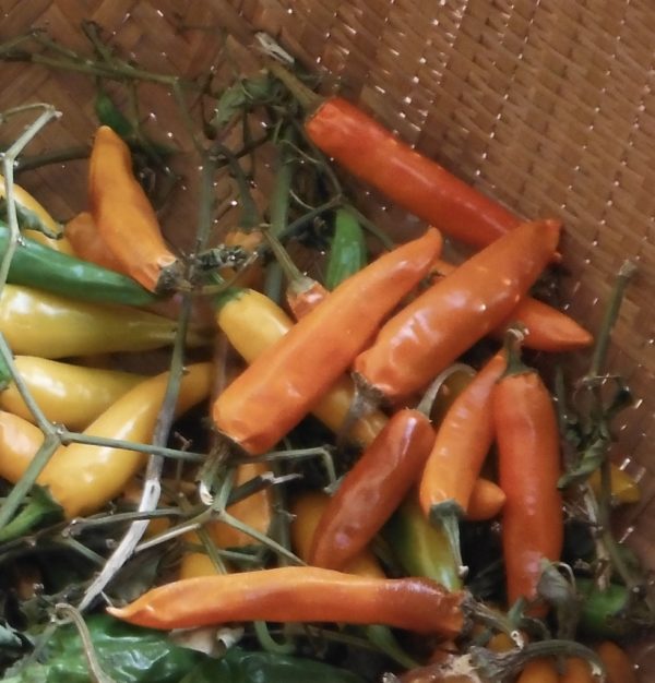 Bulgarian Carrot Chile