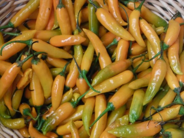 Criolla Sella Hot Pepper