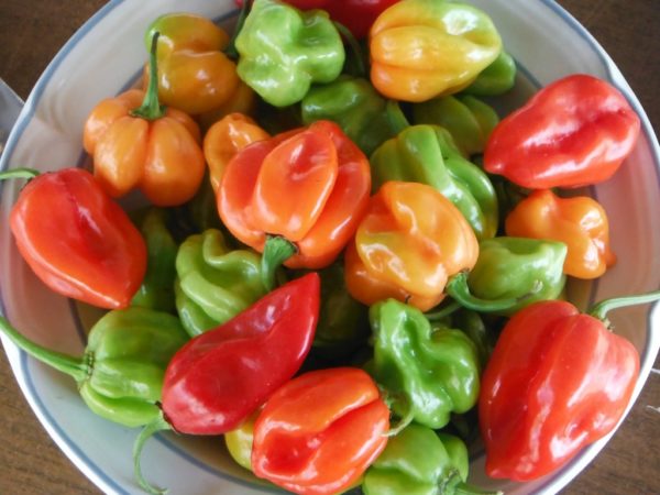 Habanero Hot Pepper - Image 2