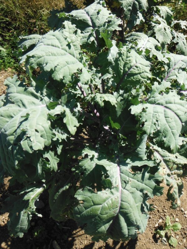 Red Russian Kale