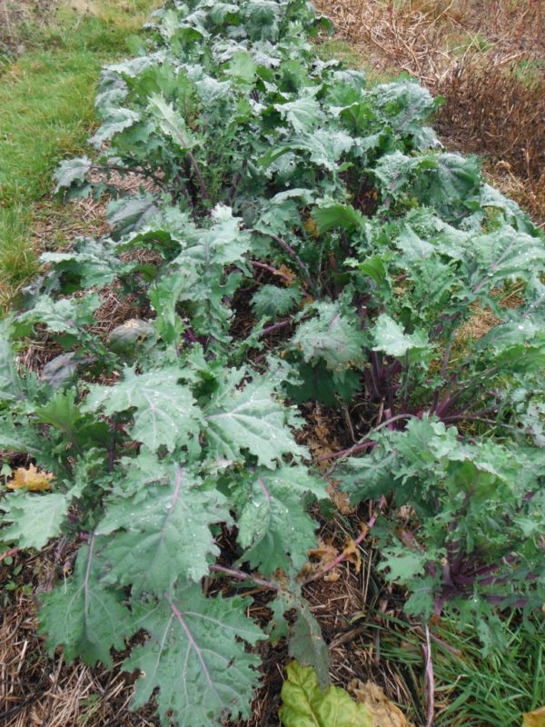 Red Russian Kale - Image 2