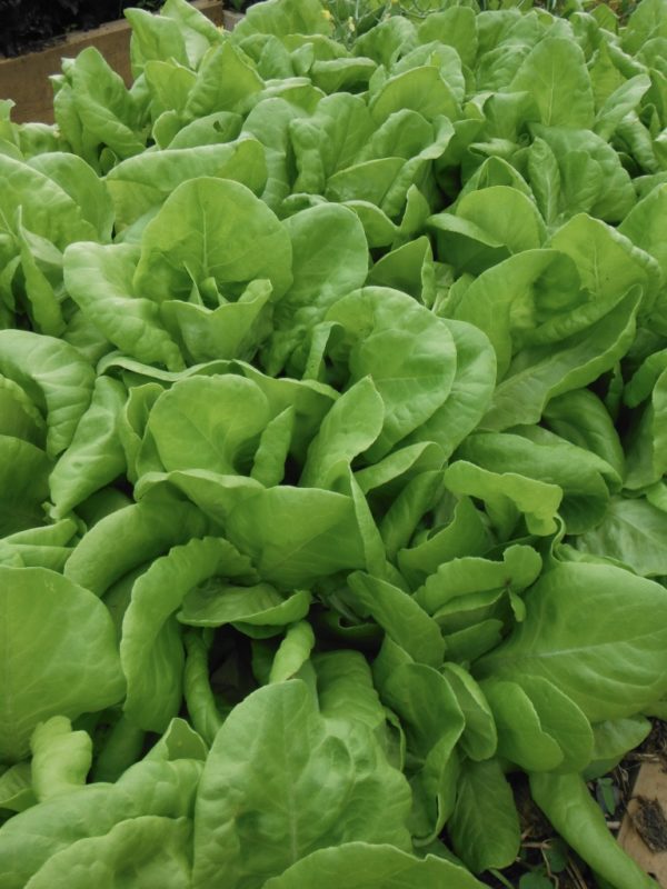 Butter King Lettuce - Image 3