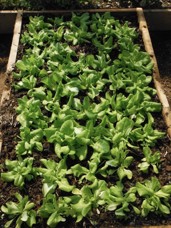 Butter King Lettuce - Image 2