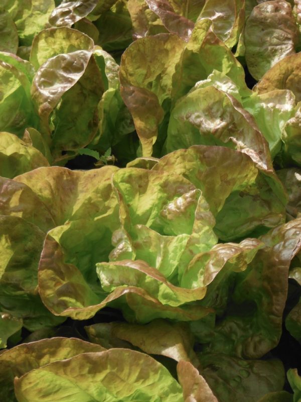 Marvel of Four Seasons Lettuce