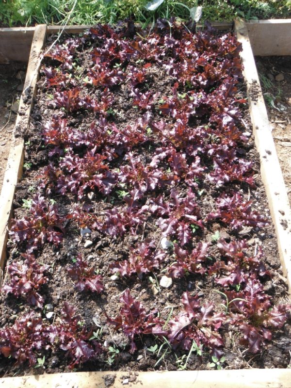 Red Salad Bowl Lettuce - Image 2