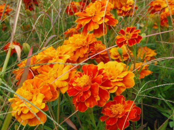 French Dwarf Double Marigold - Image 3