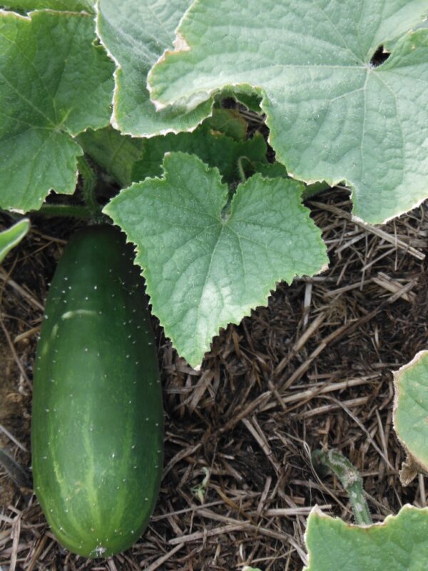 Marketmore Cucumber