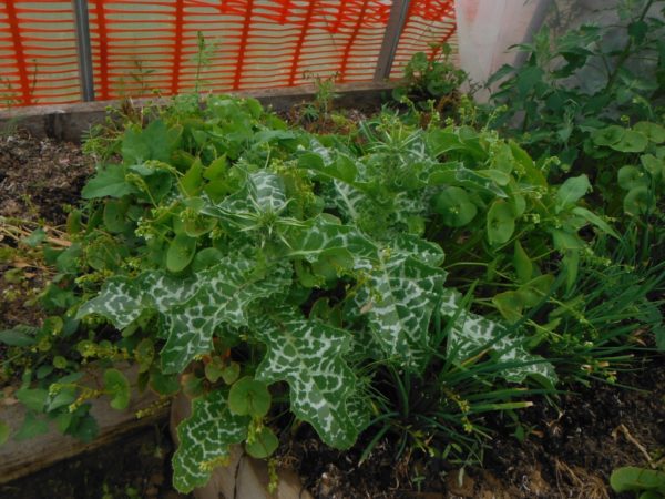 Milk Thistle