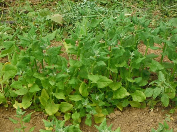 New Zealand Spinach - Image 5