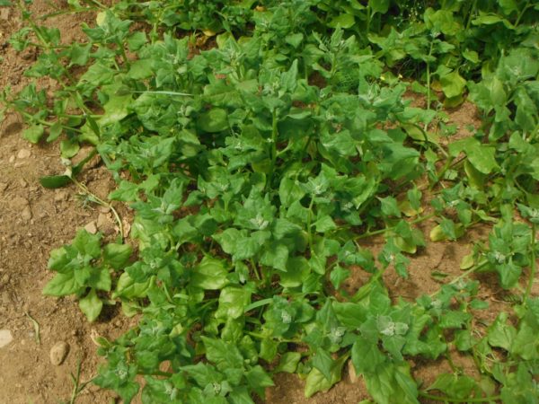 New Zealand Spinach - Image 3