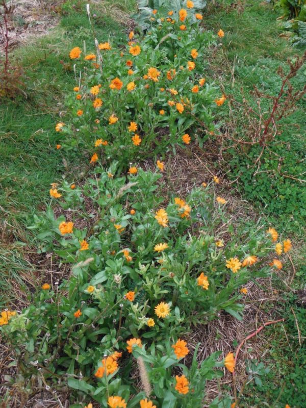 Orange Calendula - Image 6