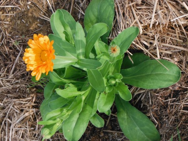 Orange Calendula - Image 5