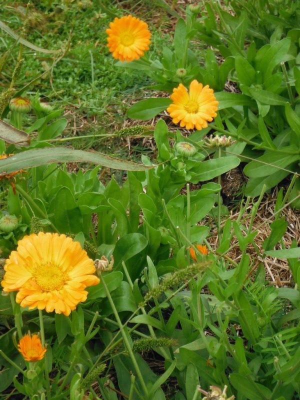 Orange Calendula - Image 7