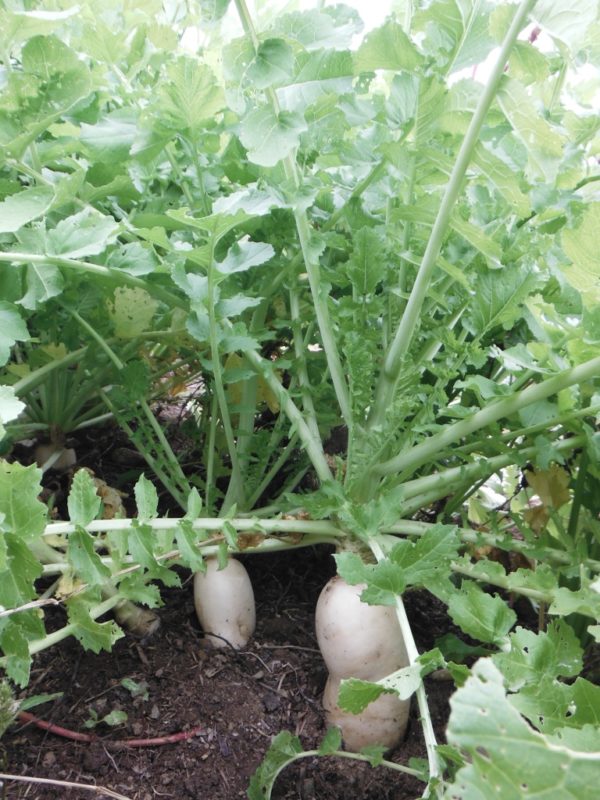 Miyashige Daikon Radish