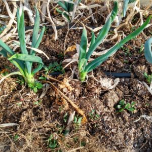 Evergreen Hardy Scallion Transplants
