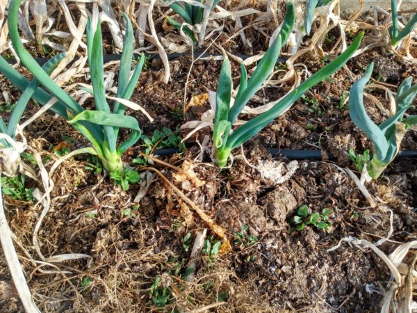 Evergreen Hardy White Scallion - Image 2