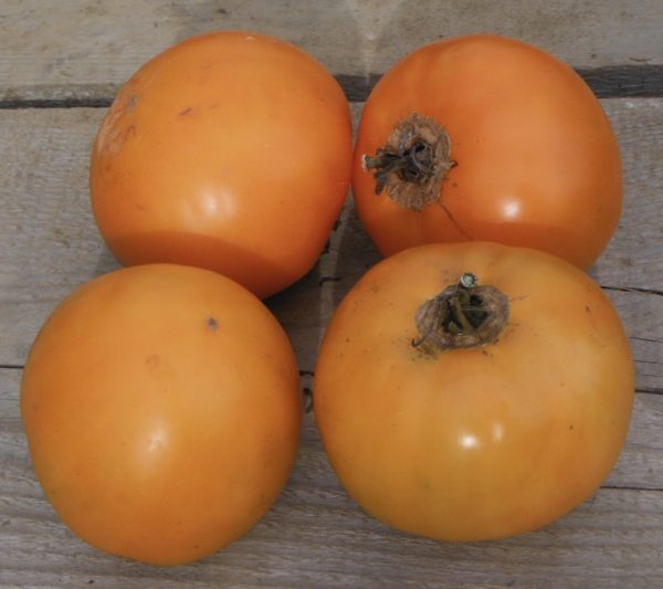 Jubilee Tomato