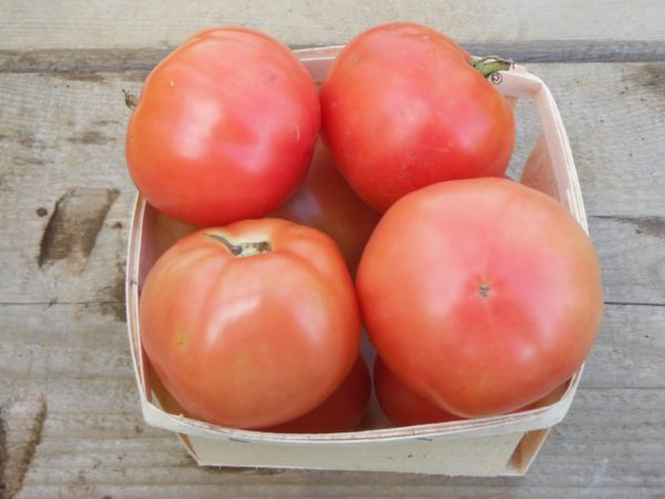 Clear Pink Tomato