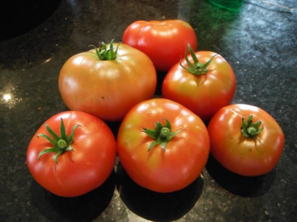 Oregon Spring Tomato