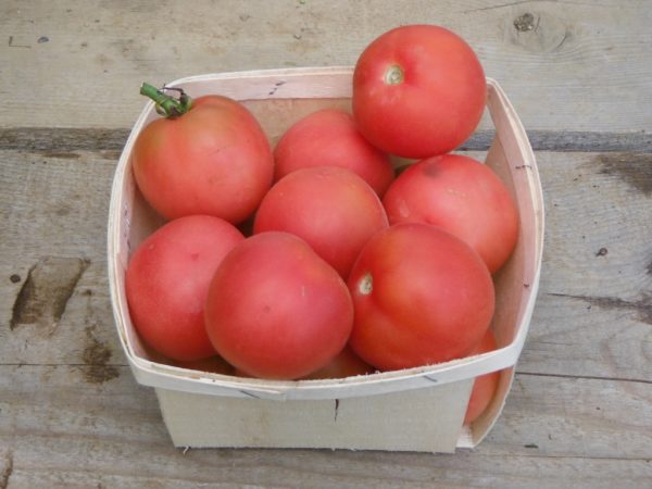 Pink Peach Tomato