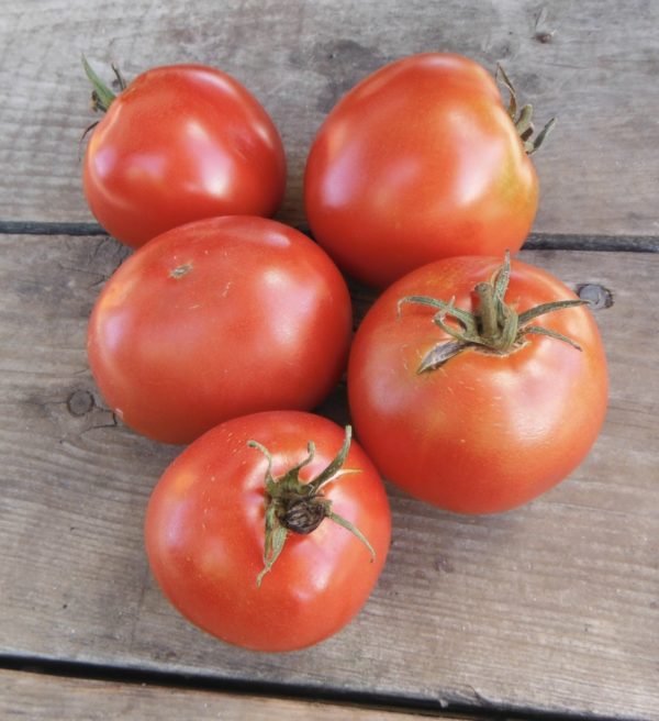 Red Brandywine Tomato