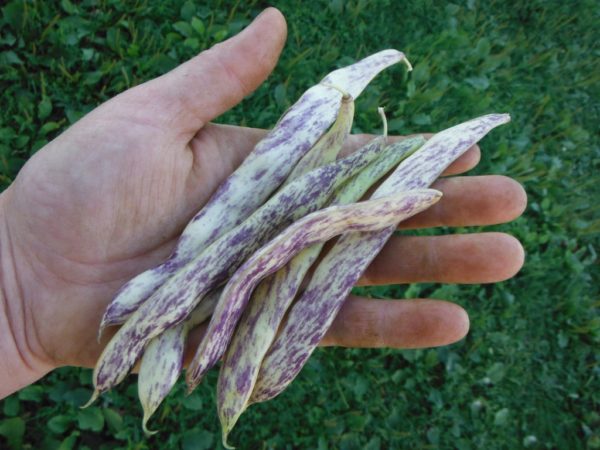 Dragon's Tongue Snap Bean - Image 2