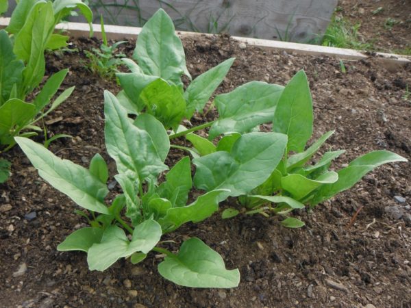 Winter Giant Spinach