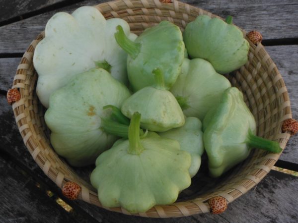 Benning's Green Tint Patty Pan