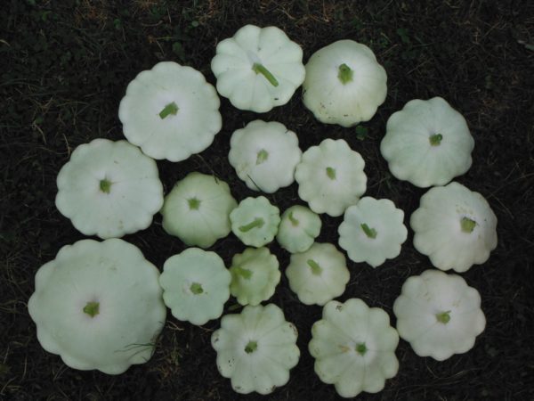 Benning's Green Tint Patty Pan - Image 3