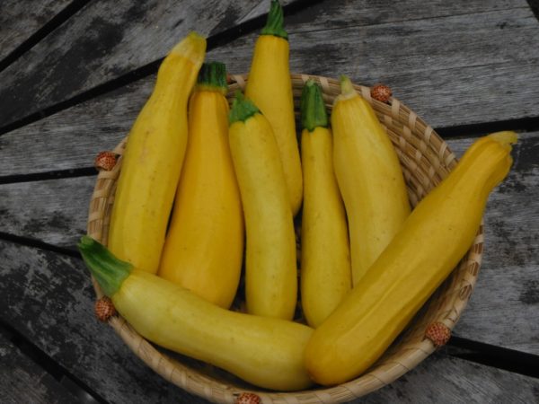 Golden Zucchini