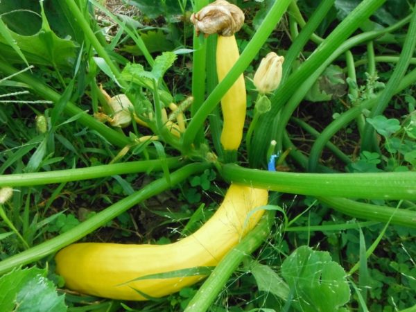 Golden Zucchini - Image 2