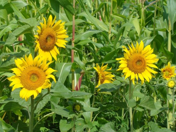 Peredovik Oilseed Sunflower - Image 4