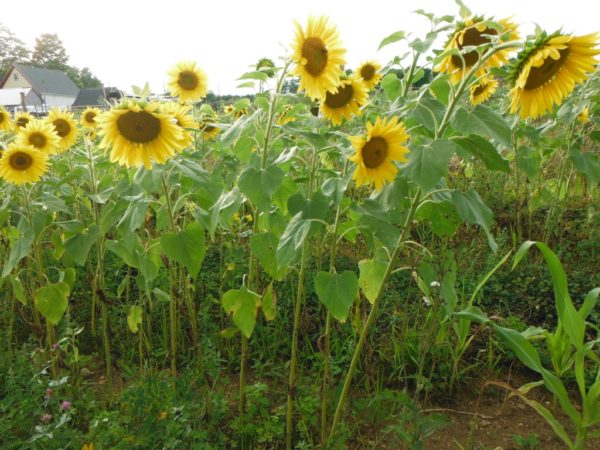 Peredovik Oilseed Sunflower - Image 3