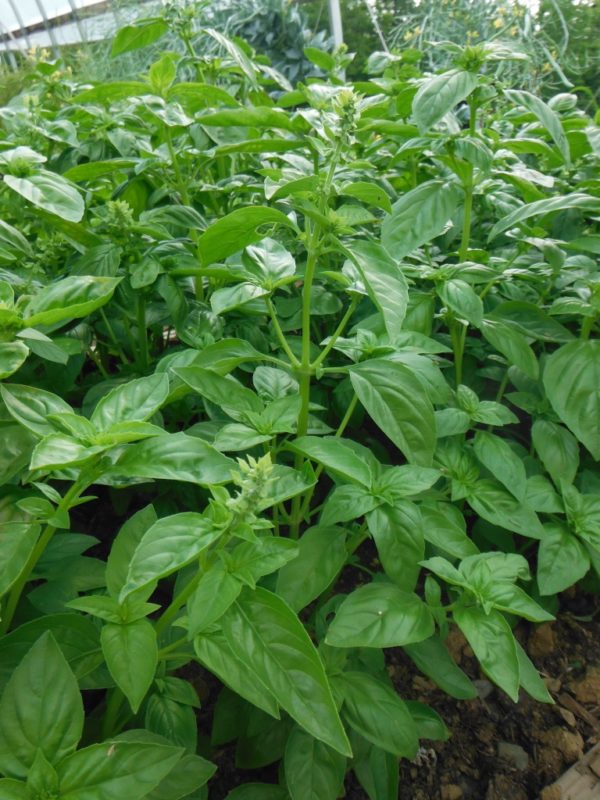 Sweet Basil - Image 3