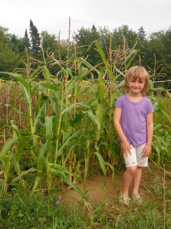 Luther Hill Dwarf Sweet Corn - Image 2