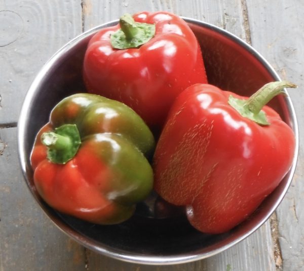 Amish Pimento Pepper