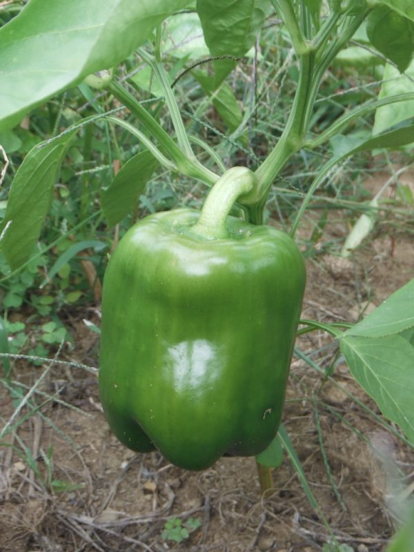 California Wonder Bell Pepper - Image 3