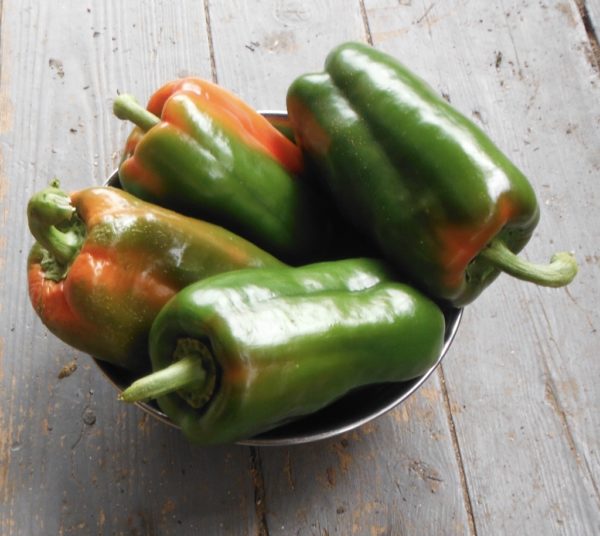 Napoleon Bell Pepper - Image 3